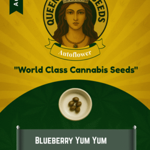 Blueberry Yum Yum Autoflowering Marijuana Seeds