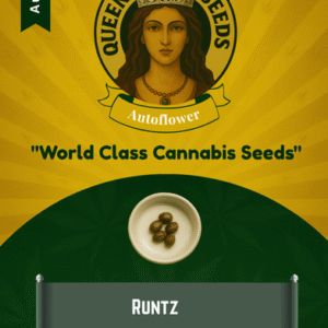 Runtz Autoflower Marijuana Seeds