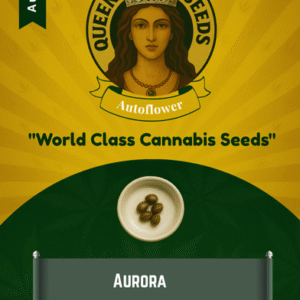 Aurora Autoflowering Marijuana Seeds