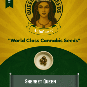 Sherbet Queen Feminized Seeds