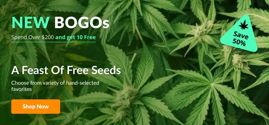 bogo_xl.jpg